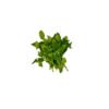 Dried Grape
