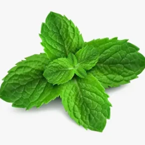 Pudina (Mint Leaves)